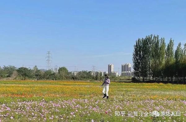 龙吟湖数百亩花海花开正艳