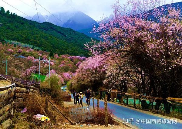 林芝桃花观赏指南2021年林芝桃花节时间林芝桃花节旅游团