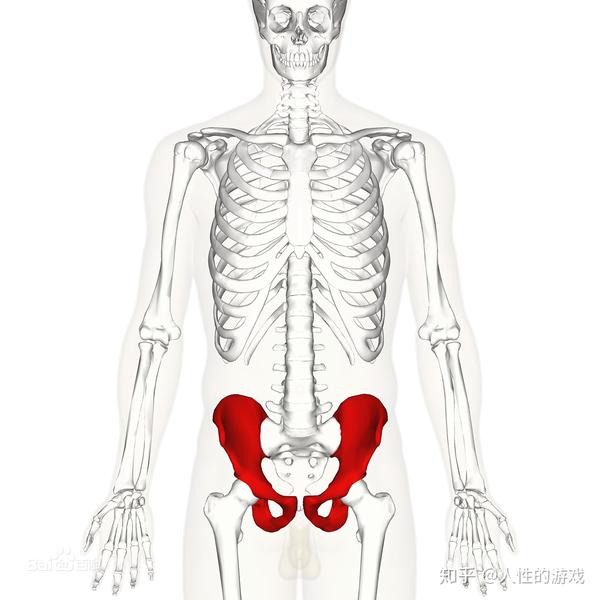 脊柱与脊椎,骨盆,骶(dǐ)骨,髋(kuān)骨,坐骨,耻骨,胯骨