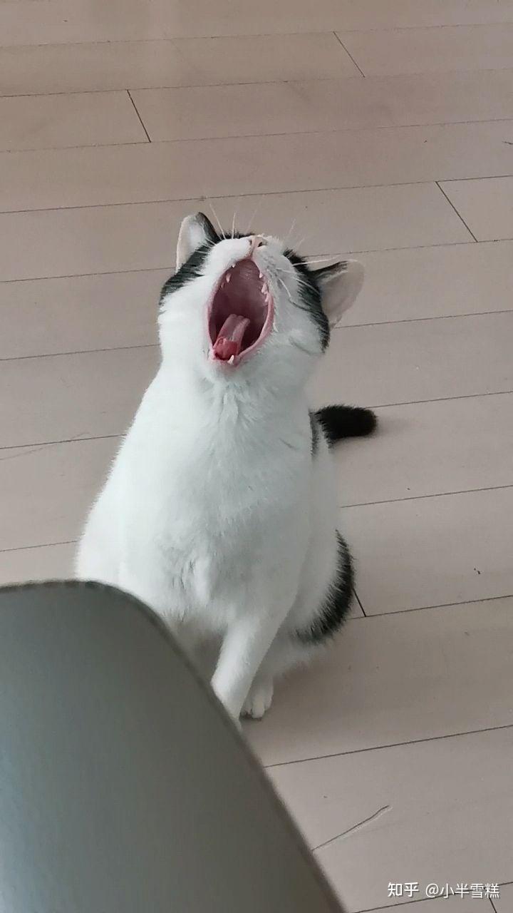 中华田园奶牛猫能有多可爱