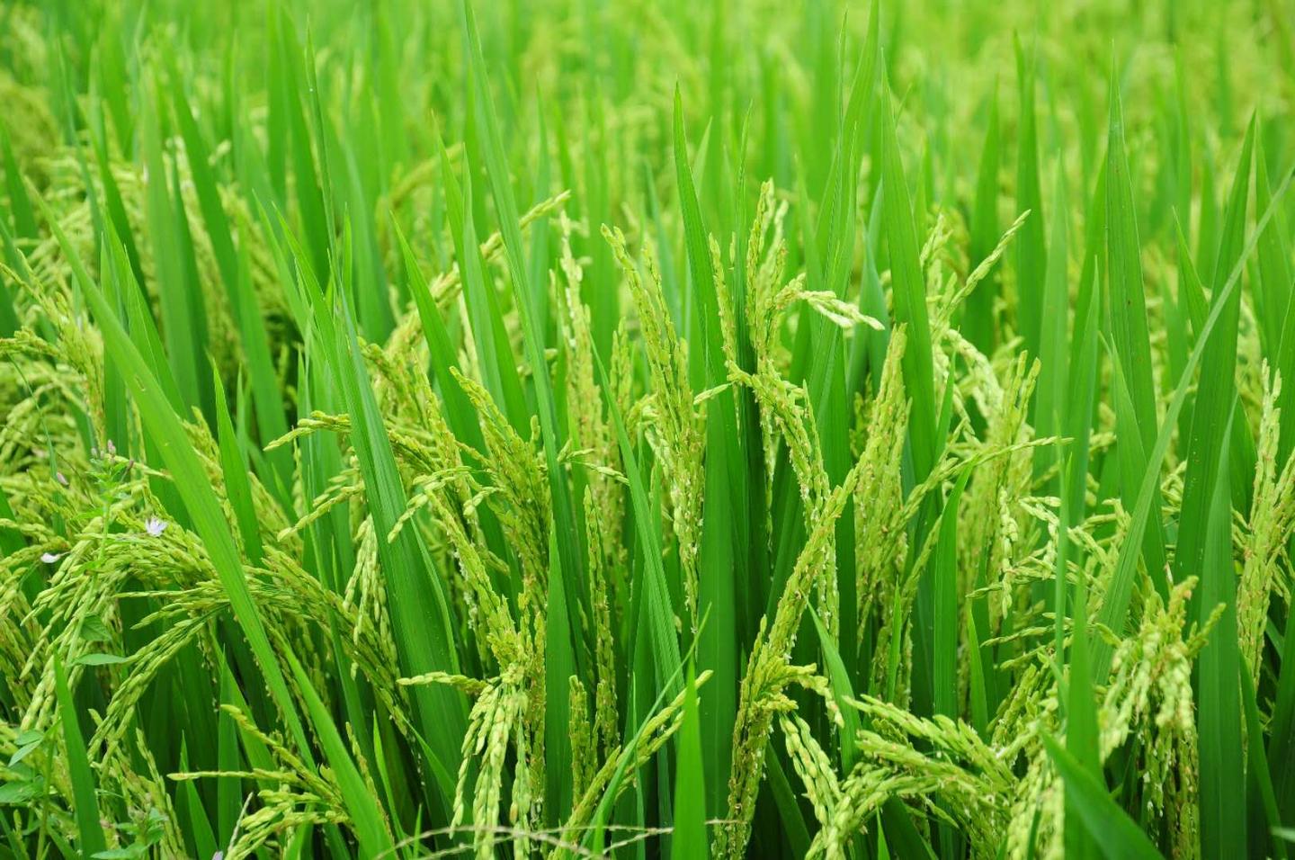 五常稻花香大米的特点有哪些?