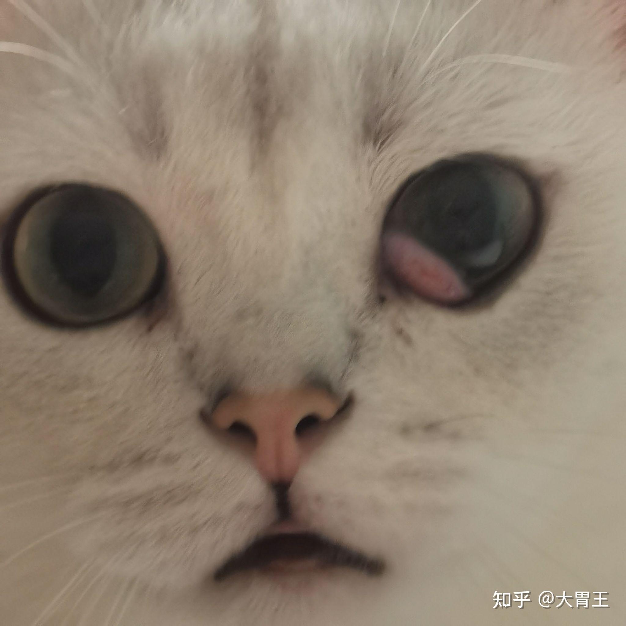 猫咪第三眼睑外翻猫爸猫妈不要急看完采取正确治疗方式