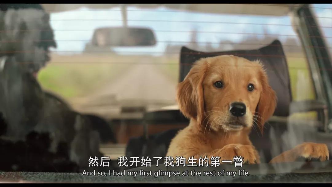 影评:《我在雨中等你》 狗生与你作伴