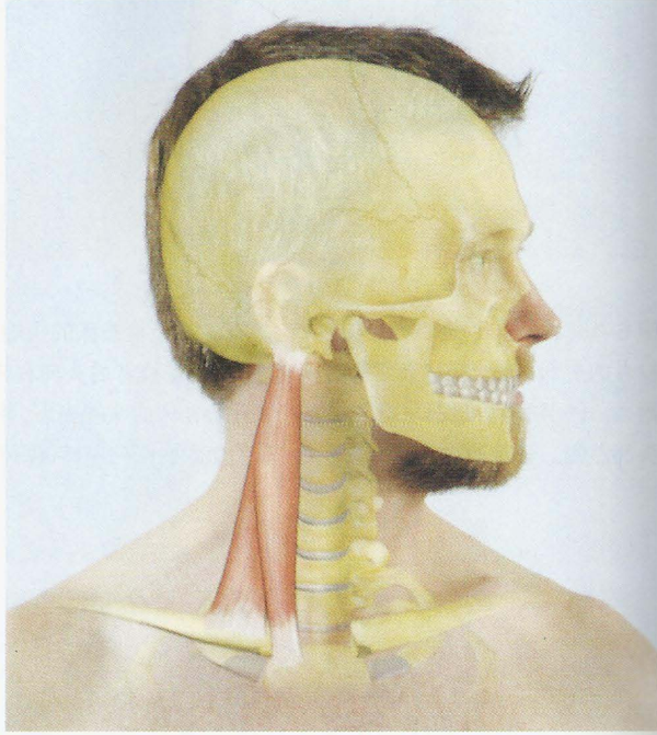 第004期认识你的肌肉之头颈肌