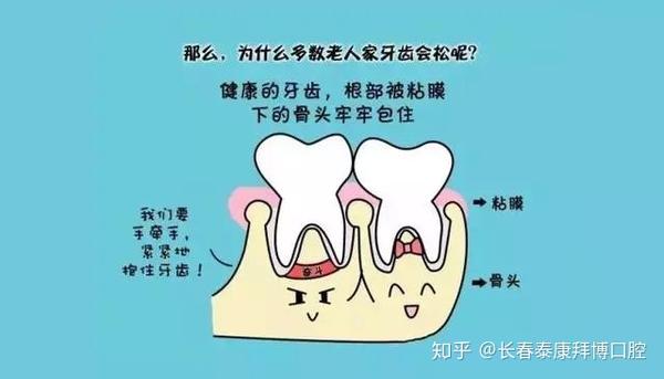 误区之二:人牙同鼠牙,越磨越结实,啃点硬东西没关系