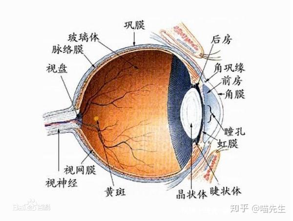 眼球壁的构造科普版