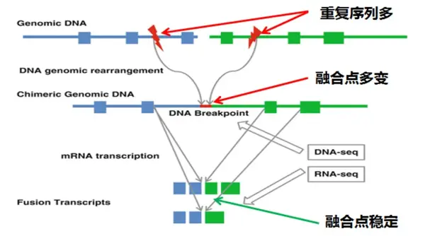 全面解读 | 融合基因检测:dna or rna? pcr or ngs?