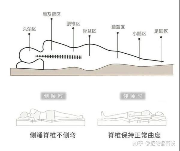 乳胶床垫的人体工学设计原理,贴合人体的曲线,根据人体脊椎的各部分