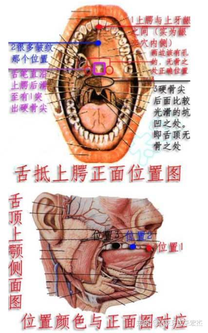 舌抵上腭在上牙齿和牙龈的位置中间吗