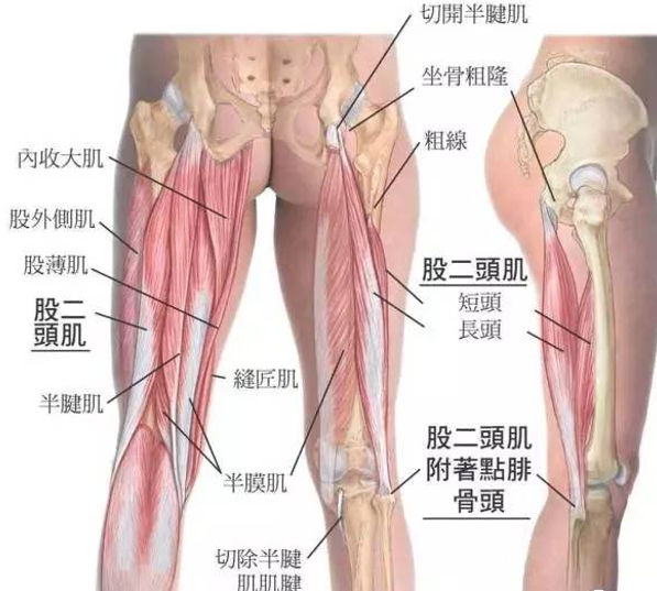 股二头肌的解剖结构及功能 起点:长头起于坐骨结节,短头起于股骨粗线