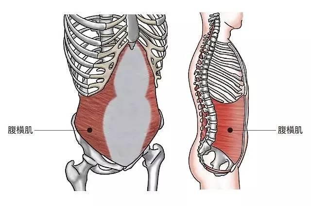 腹横肌的肌肉走向就是在你的腰上环绕一圈 它就像你肚子上天然的束身