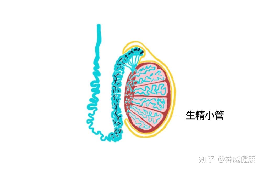 生精小管睾丸内约有睾丸小叶100~200个35°的温度有利于米青子的生长