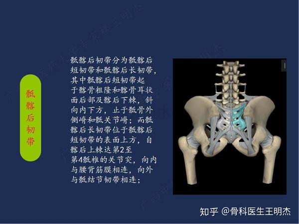 骶髂关节的解剖基础及临床研究