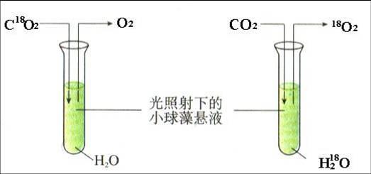 不漂流的鲁宾擅长卡门最后认识了卡尔文