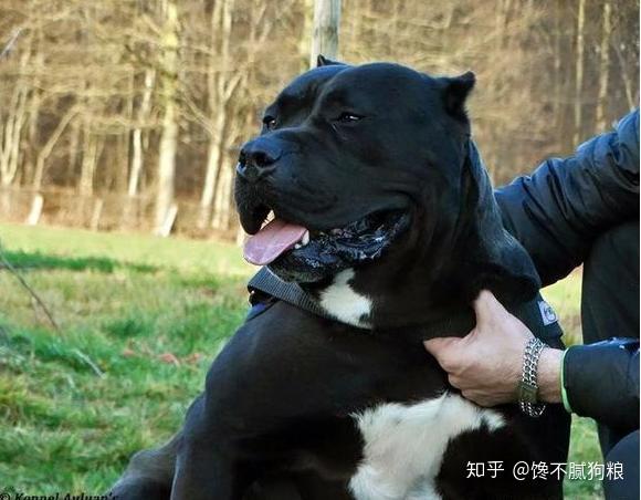 top3:罗威纳犬