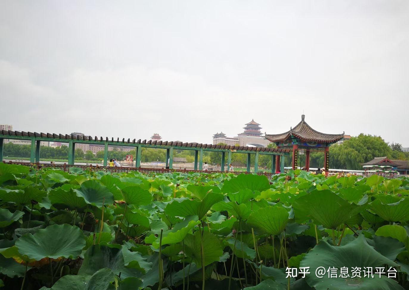 新华社杨兆波魅力京城莲花池公园一瞥