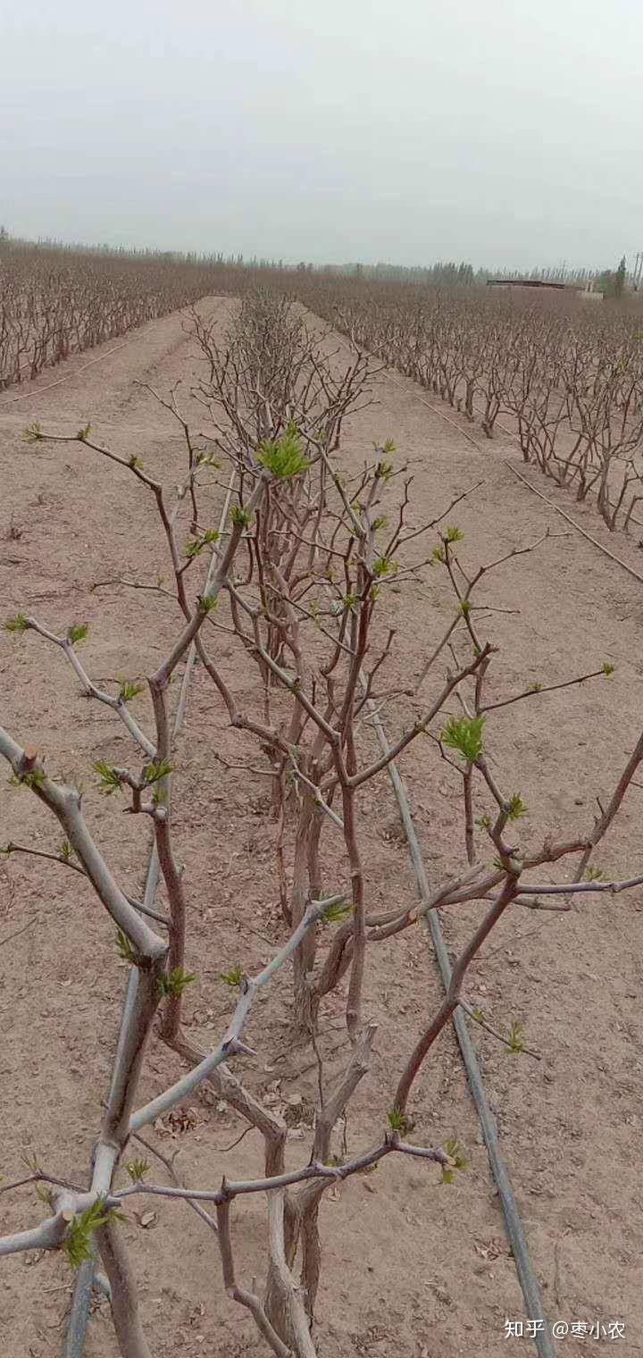 大面积枣树都发芽了!