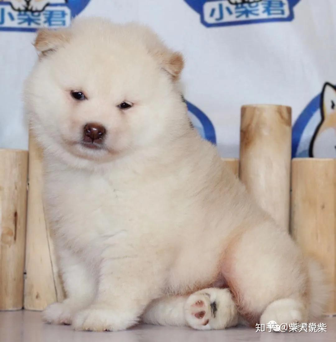 小柴君柴犬白色豆柴小公