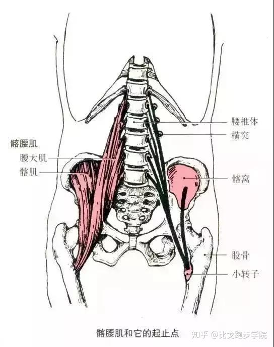 干货丨跑姿改善:跑步抬腿前摆时,为何老是大腿内侧紧张?