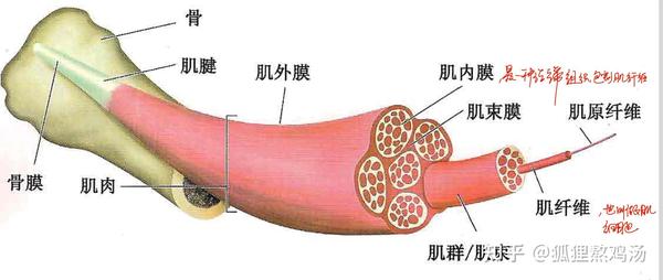 nsca1运动科学1肌肉神经和骨骼系统的结构和功能