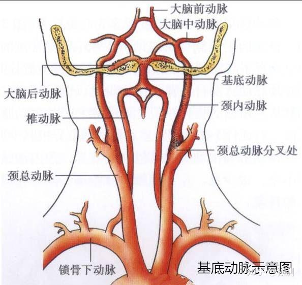 基地动脉供血不足最常见的原因就是颈椎病,因为基底动脉的血液大多数