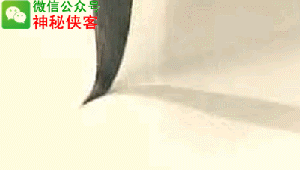 田蕴章:如何利用永字八法写好书法?
