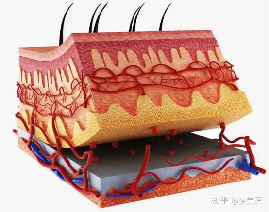 皮肤和脂肪的位置关系