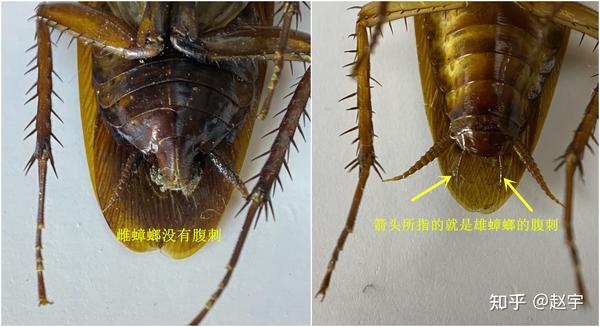 家里发现一只蟑螂真的能生出几百只蟑螂吗