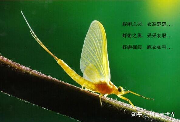 离开水面羽化成会飞的蜉蝣的时候,说明它长成熟了,需要交尾繁殖了