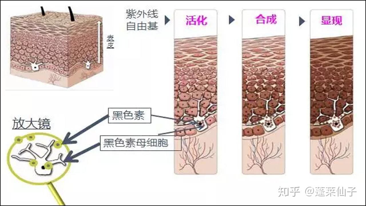 黑色素是如何代谢的