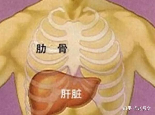 肝脏位置图