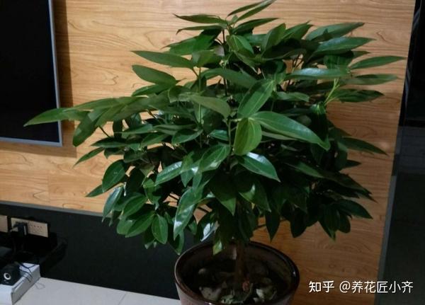 室内想养平安树,高盆"浇水"是关键,做好3点,枝繁叶茂蹭蹭长