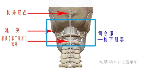 一是枕外隆凸(枕后高骨),一个是乳突(耳后高骨),一个是枢椎的棘突(从