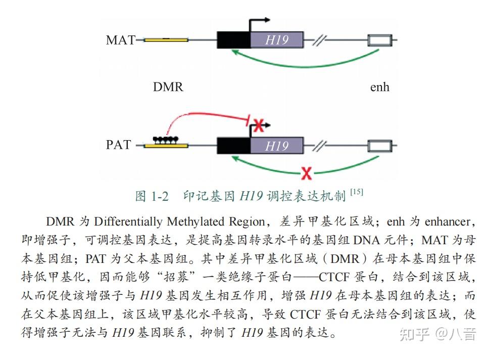 读书笔记 承续的魅力令人着迷的表观遗传学 知乎