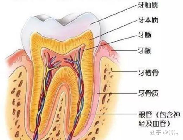 我们的牙齿有五个面,分别为咬合面(咬东西的一面),舌侧面(靠近舌头的