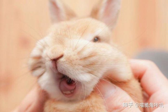 兔子的口腔溃疡的症状主要是口腔黏膜潮红,内壁起一排白色小水泡