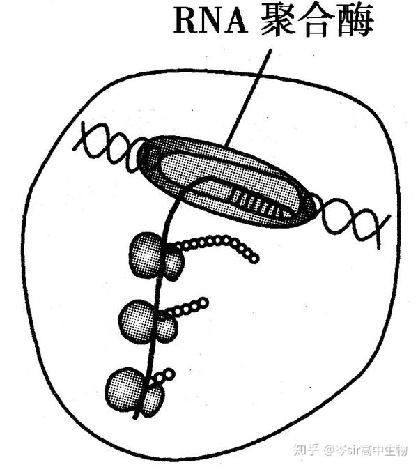 高中生物 系统梳理 遗传信息的翻译过程