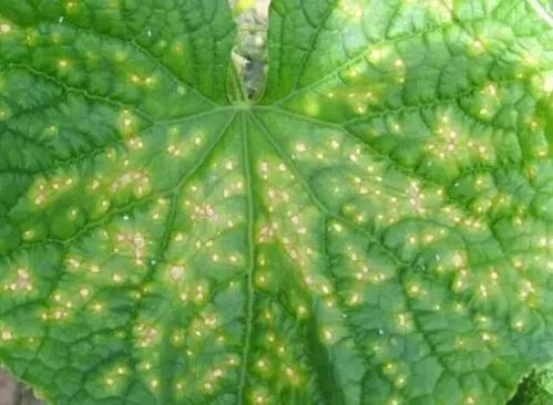 温室大棚黄瓜种植主要病虫害日常防治技术