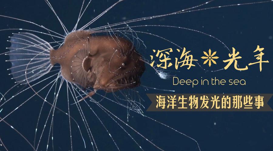 深海光年——海洋生物发光是怎么回事?