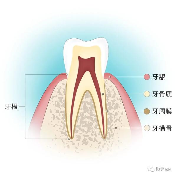 作用于牙本质的话都可以传递给牙神经,让我们感觉牙齿敏感不适或疼痛