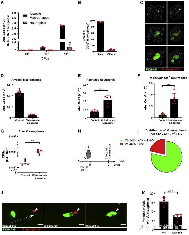 cd11c zhuanlan.zhihu.com