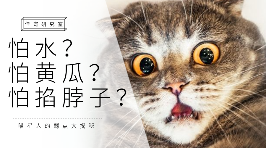 猫的最大弱点了解一下