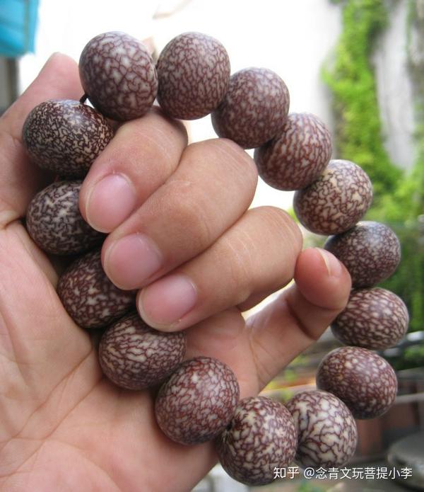 文玩涨姿势:金丝菩提