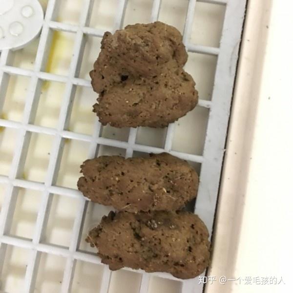 狗的大便里有白色颗粒是怎么回事啊