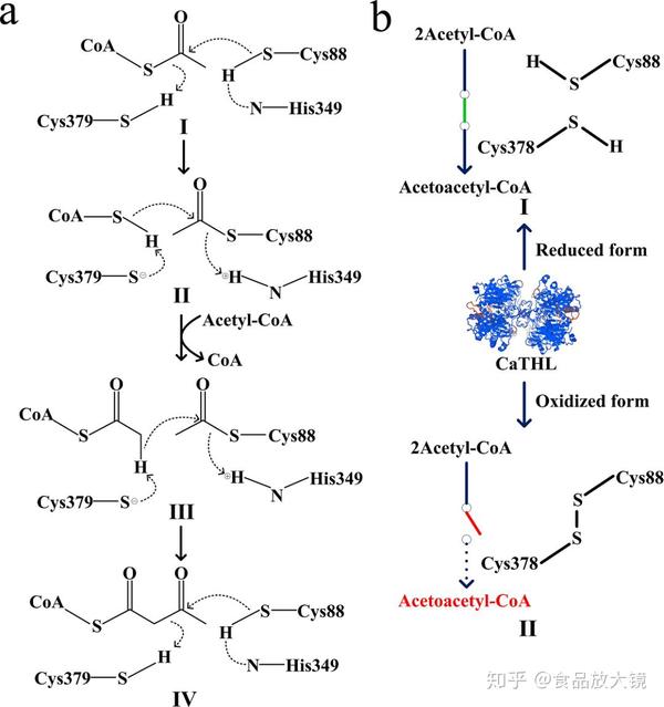 trends food sci tech:细菌代谢在肠道短链脂肪酸的动态平衡中的关键