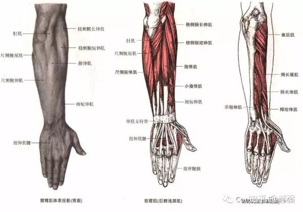 手腕伸肌群这里包含了尺侧腕伸肌和桡侧腕长,短伸肌,拇短伸肌,指伸肌