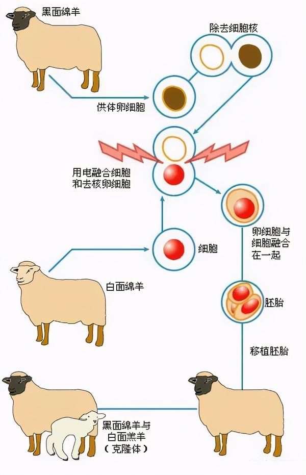 克隆羊的原理