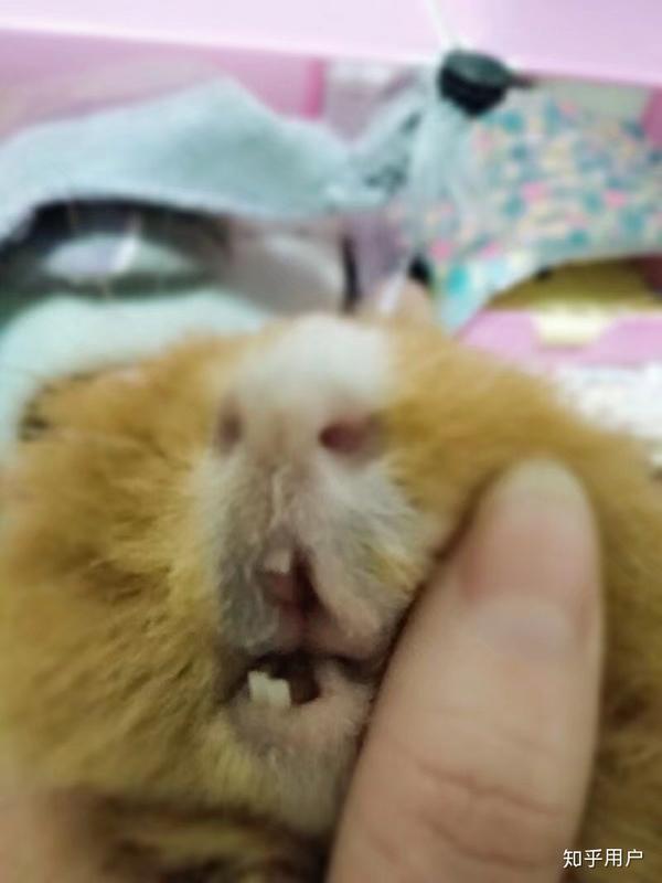 怎么才能让荷兰猪不咬笼子?