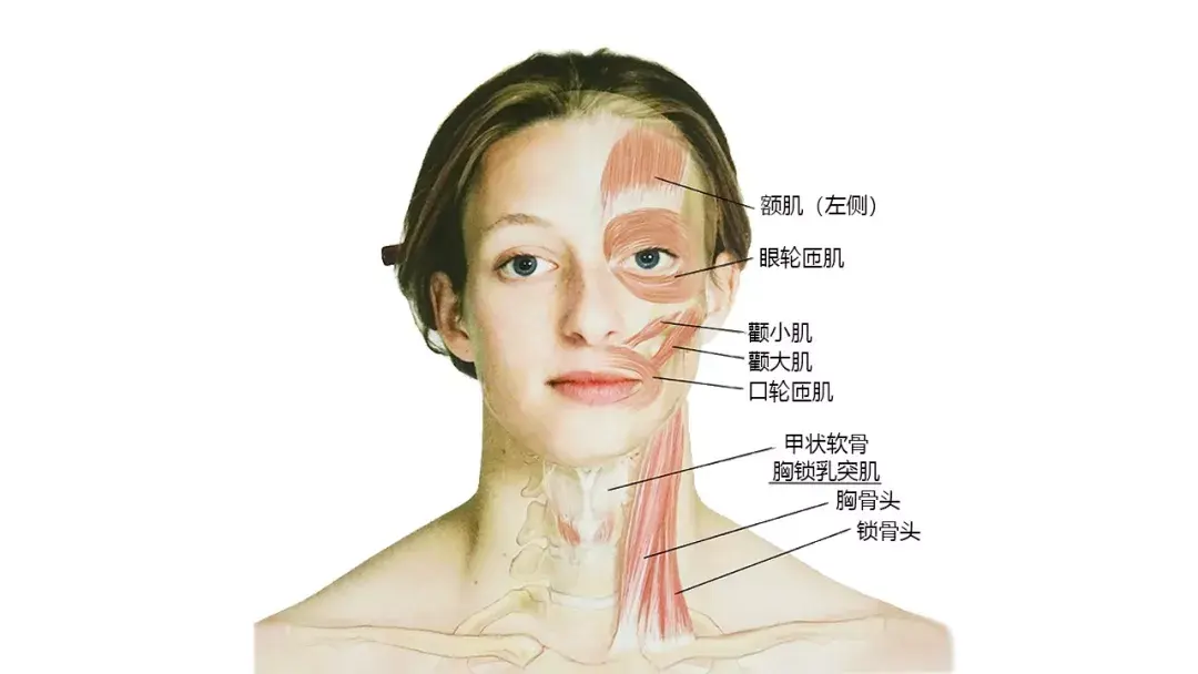 头颈侧面肌肉:斜角肌及侧颈部解剖:头项后侧浅层肌肉:颈部深层肌肉:口