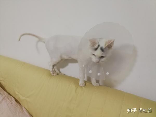 我们自己无法判断,就在网上买了个伍德氏灯,照出来是绿色,代表有猫藓